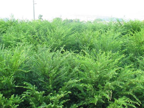 初加工材料 农产品 绿化苗木 乔木 各种北方成活率高树苗销售!