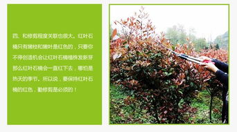 红叶石楠 生泰源优质品种 红叶石楠树