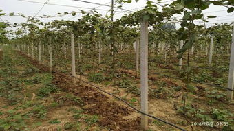 山东猕猴桃种植前景很好,关键在于猕猴桃苗木与种植技术管理
