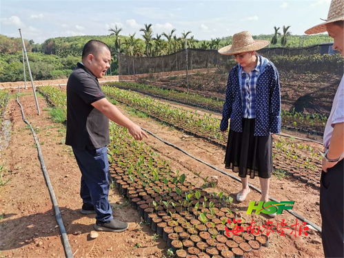 海垦龙江农场公司加快推进大岭热带水果精品苗木培育产业园项目建设