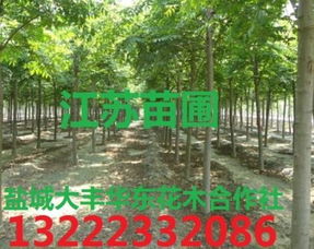 达州市通川区大丰苗木种植专业合作社 热卖促销