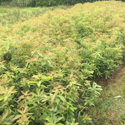 园林丛生木荷 10公分木荷小苗价格 苗圃种植销售木荷 先淼苗木