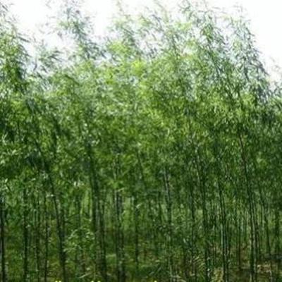 15公分白蜡树苗-白蜡树苗-浩威苗木