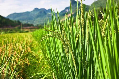 高产优质水稻种植技术,掌握以下技巧,提高种植效益实现增产目的