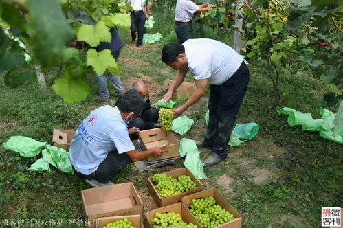 葡萄博士助力乡村产业,82岁大妈手捧阳光玫瑰 这葡萄真甜