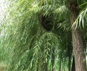 吉林金丝柳苗木厂家基地种植直销哪家好