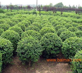 洛阳冬青树种植基地 洛阳冬青树哪家好,洛阳冬青树种植基地 洛阳冬青树哪家好生产厂家,洛阳冬青树种植基地 洛阳冬青树哪家好价格