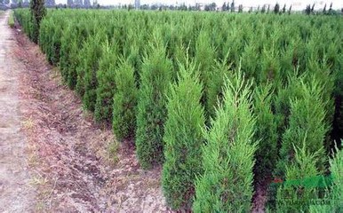 蜀桧树苗多少钱一棵 2014蜀桧价格行情 图片