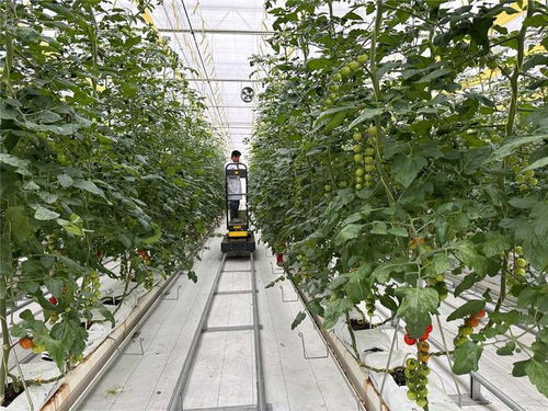 法国血统 串收番茄即将上市