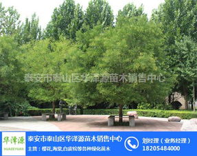 国槐种植基地 甘肃国槐 泰安华泽源苗木基地 多图