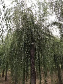 天门市5公分青皮柳信息推荐