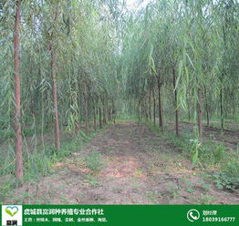 求购国槐小苗价格 盐城国槐小苗价格 富润种植基地直销 查看