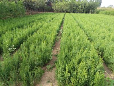 唐山苗木唐山苗圃遵化苗圃