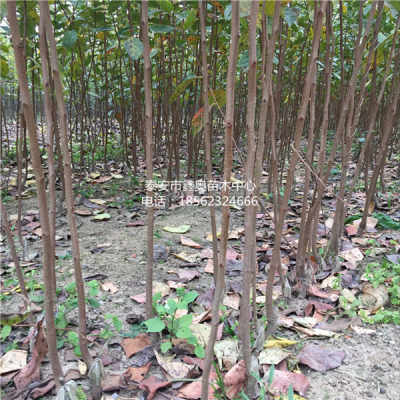 出售1公分甜柿子树苗 柿子苗种植管理