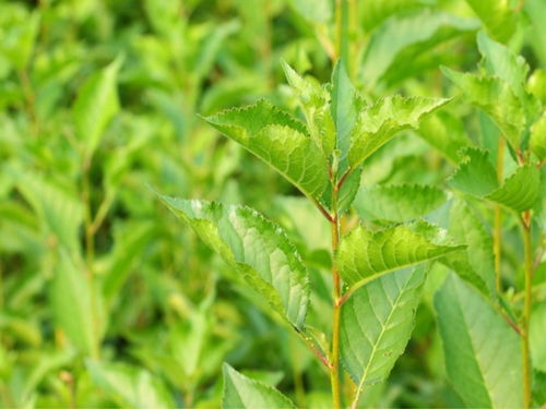 【一年福晨樱桃苗种类】-