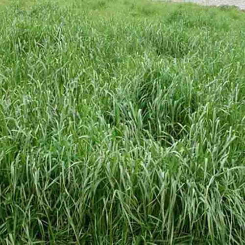 广东基地直销新型牧草种子广州多年生黑麦草高产养殖牧草草种批发