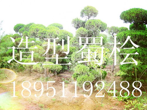 龙柏 江苏龙柏 江苏沭阳宏盛苗木园艺场 18951192488