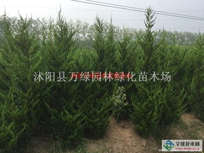 大龙柏供应 一家专门做苗木供应的公司沭阳县万绿园林绿化苗木场商铺