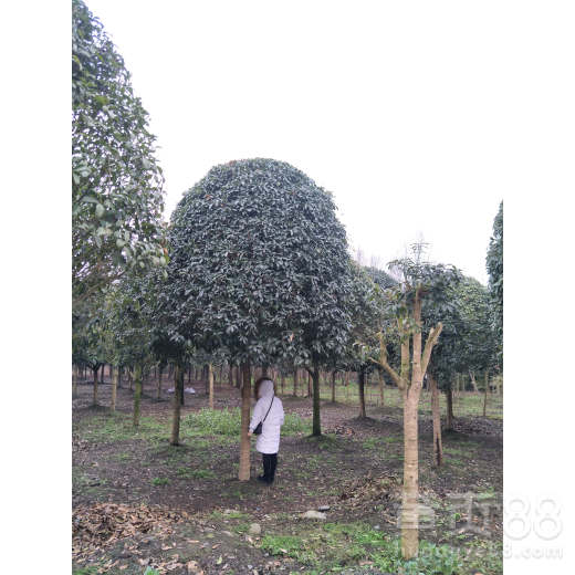 【桂花树种植基地现货出售,精品工程绿化苗木有售】- 