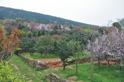 苏州绿化公司,苏州景观营造,苏州庭院绿化,苏州景观苗木销售,苏州屋顶绿化,苏州花卉,苏州花卉租赁,景观设计,绿化设计,苗木种植,苗木销售,苗木养护,景观营造,工厂,厂商-苏州坎上景观营造工程