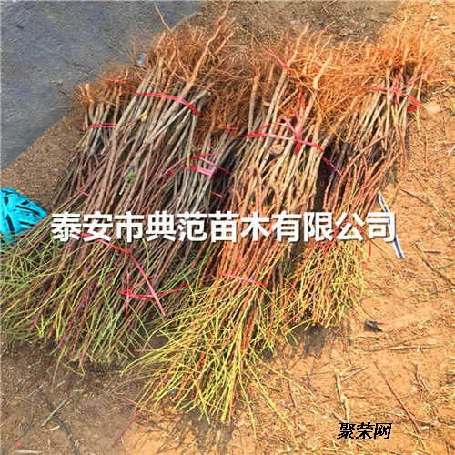 巴旦木树苗销售 巴旦木树苗报价