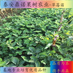 新闻 宁夏明宝草莓苗出售