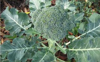 淮南农产品销售 6种适合秋季种植的蔬菜,既容易种植又美味佳肴