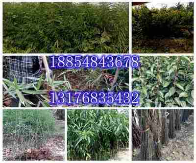 山东双红油桃苗种植基地/双红油桃苗木销售