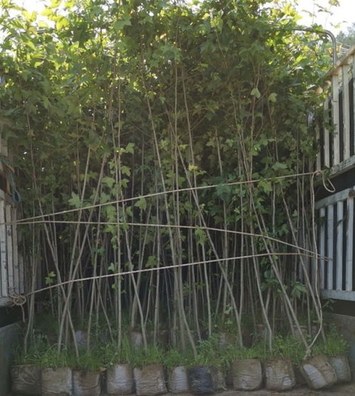 福新苗圃枫香地苗,宁河生产枫香小苗量大从优