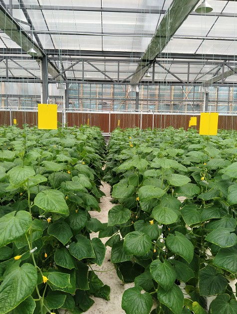 理工女刘超 不用农药化肥,将工厂化养鱼和蔬菜无土栽培技术相结合的鱼菜共生