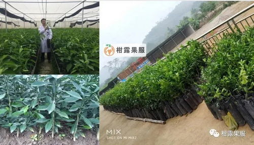 投资180万种的沃柑,2年多时间居然成这样 到底哪个环节出错了