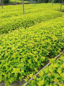 开原市东北苗木种植专业合作社 热卖促销 阿土伯网