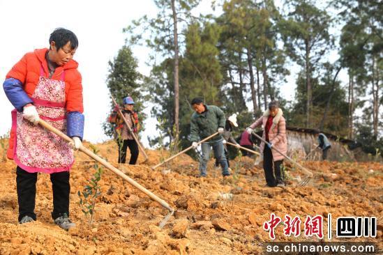 南充南部 发展油茶产业助力乡村振兴