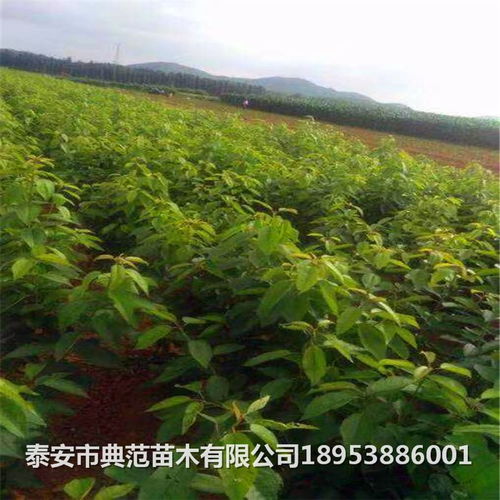 1年樱桃树苗多少钱一棵 樱桃树苗品种介绍