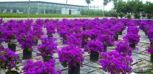 容器苗,你的苗圃值得尝试丨附 容器苗种植技术大汇总