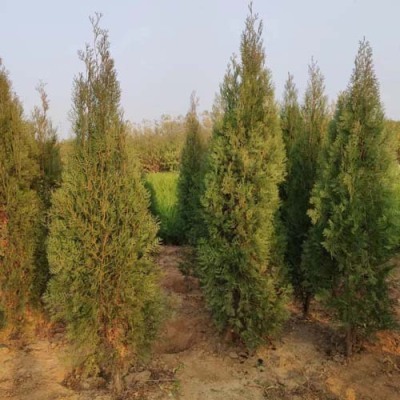 郑州7公分侧柏苗木哪里有售