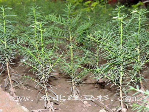 东北红豆杉保定培育基地苗木38