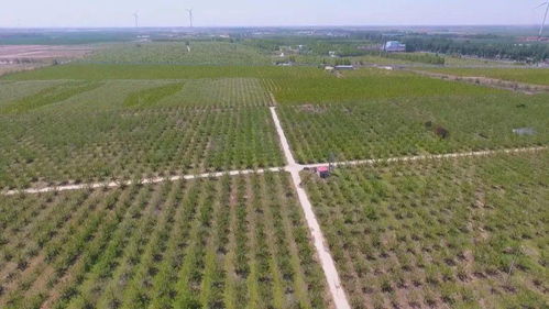邱县孙洪峰因栽植这种苗木被公开点名