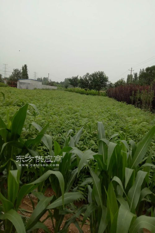 香椿苗基地直销 香椿苗 泰山苗木 查看