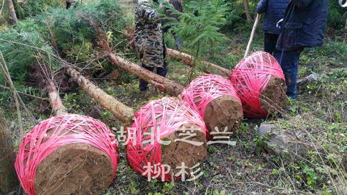 产地批发柳杉苗农直供质量无忧温宿