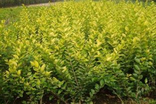 广西金叶女贞种植直销哪家好供应商多少钱