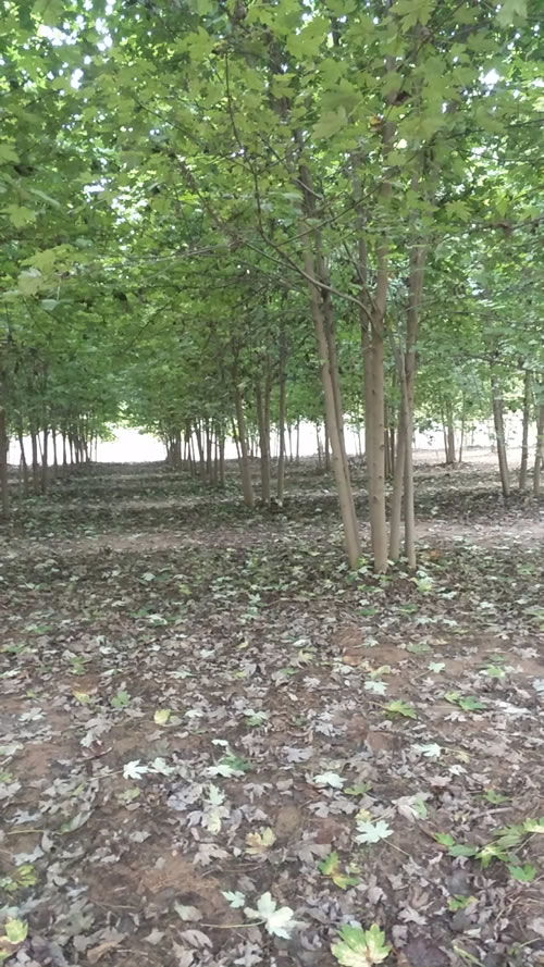 湖南金叶复叶槭 7公分金叶复叶槭 旭尧苗木 推荐商家