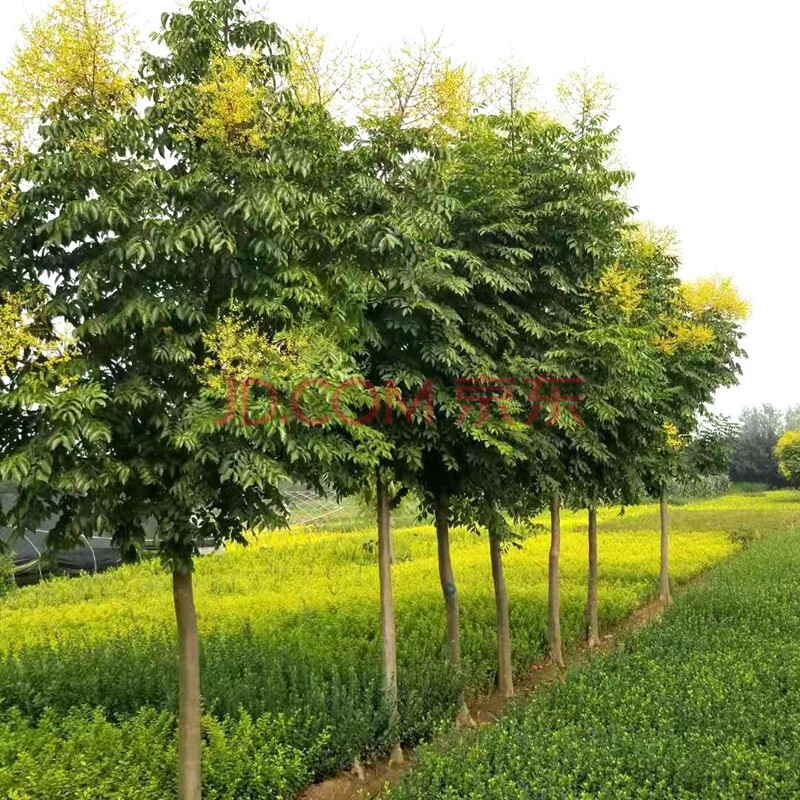 栾树苗基地直销庭院种植黄山栾绿化苗木行道树北栾树苗风景树.