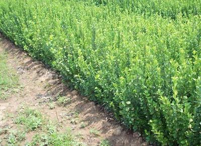 供应建霖花卉苗木种植卫矛,销售到河北、烟台、青岛北京等地-青州市建霖花卉苗木基地