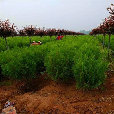 新疆侧柏基地-陵园种植的侧柏-侧柏苗圃现挖