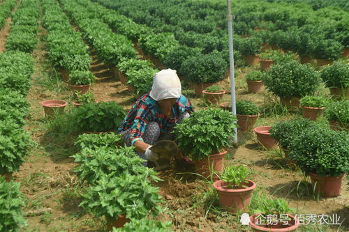 安徽农民种植菊花,按棵销售不愁卖,亩效益1.5万元难借鉴