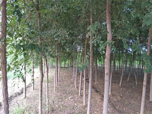 南乐9公分白榆10公分白榆数量大