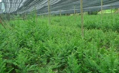 大量出售东北红豆杉苗木、销售东北红豆杉苗