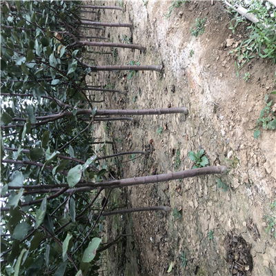 【供应商推出矮化鲁丽苹果苗】- 