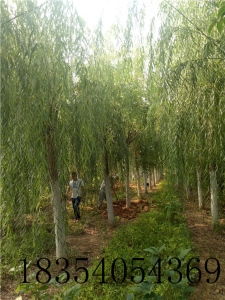 红冠价格 型号 图片